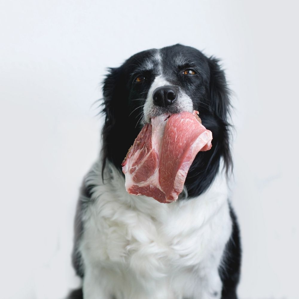 Hund mit Fleisch hund futter fleisch barf