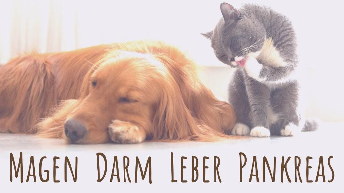 magen darm leber pankreas bauchspeicheldruese hund katze foto canva