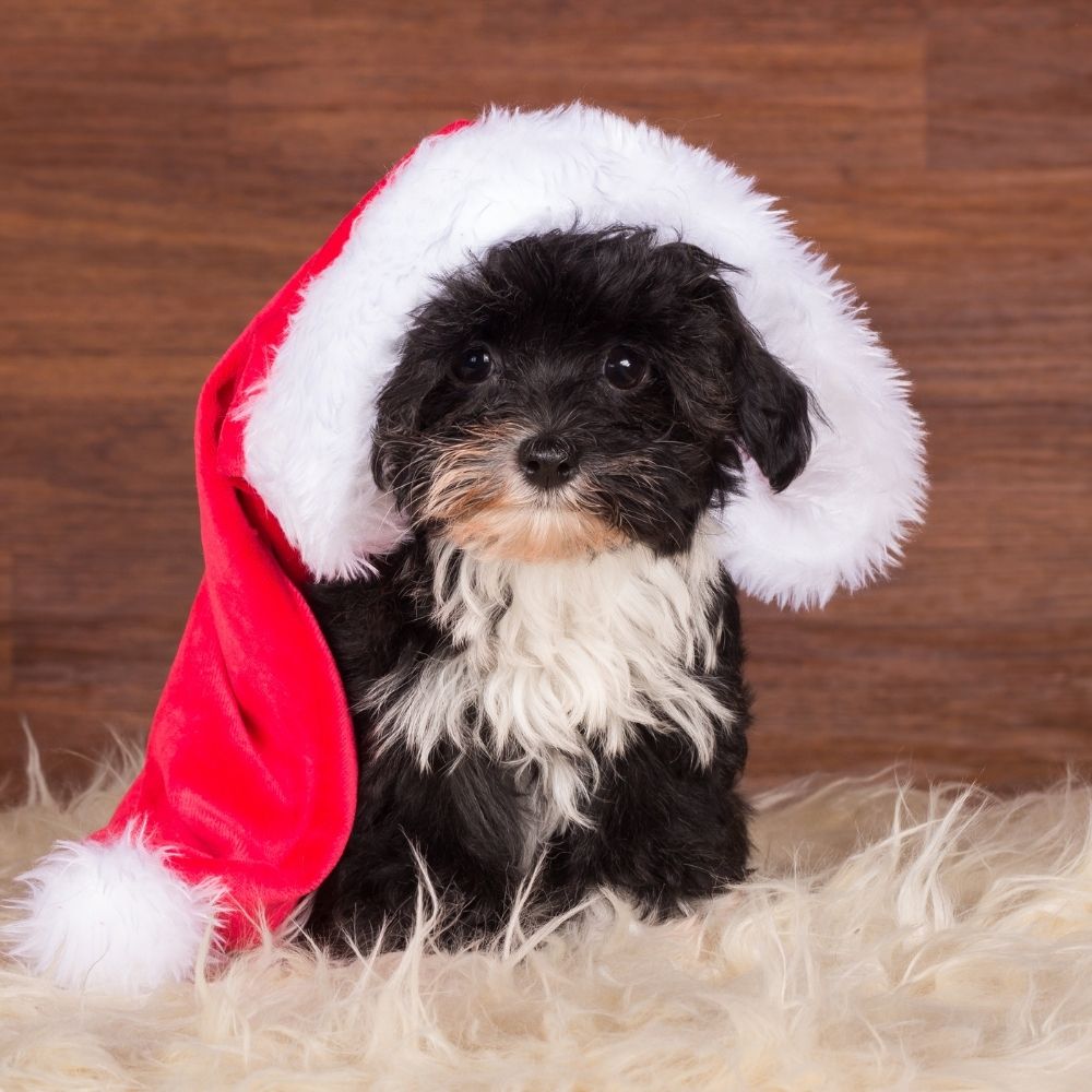 Welpe an Weihnachten hund Weihnachten Advent gefahr