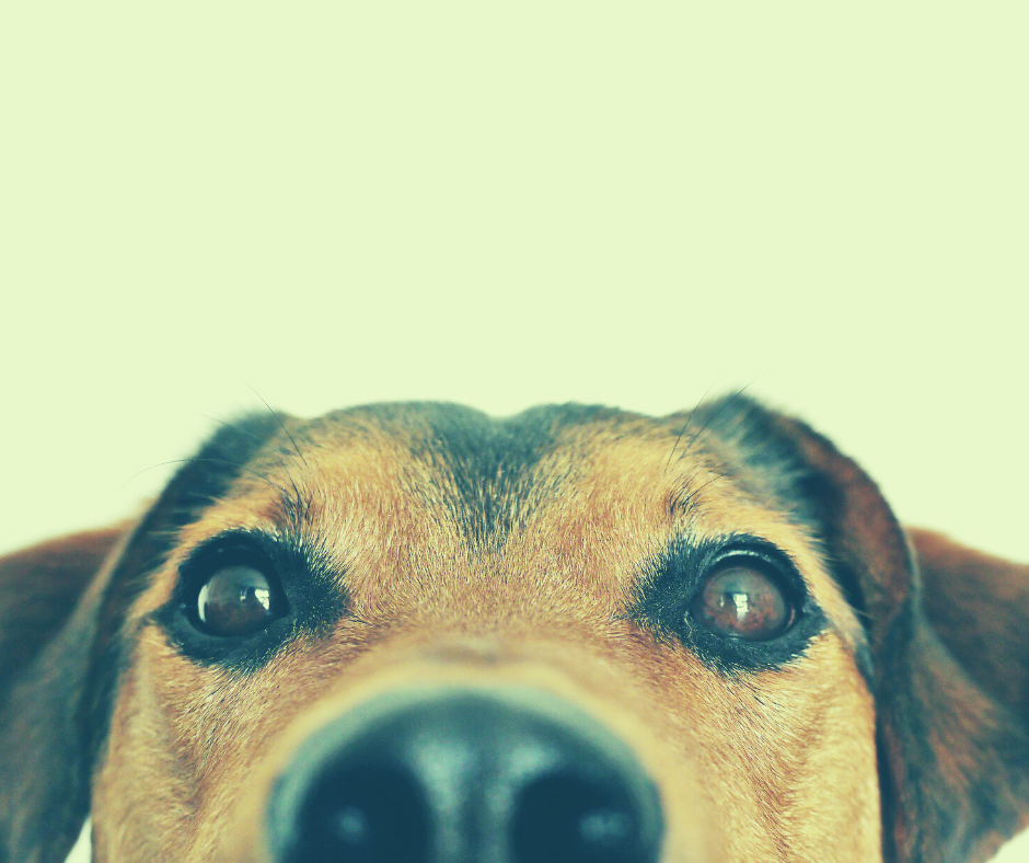dog_canva_3