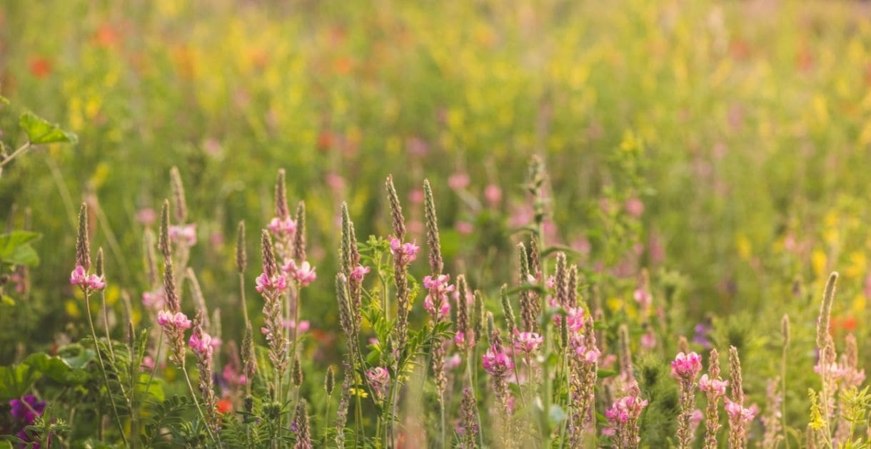 landing natur wiese canva