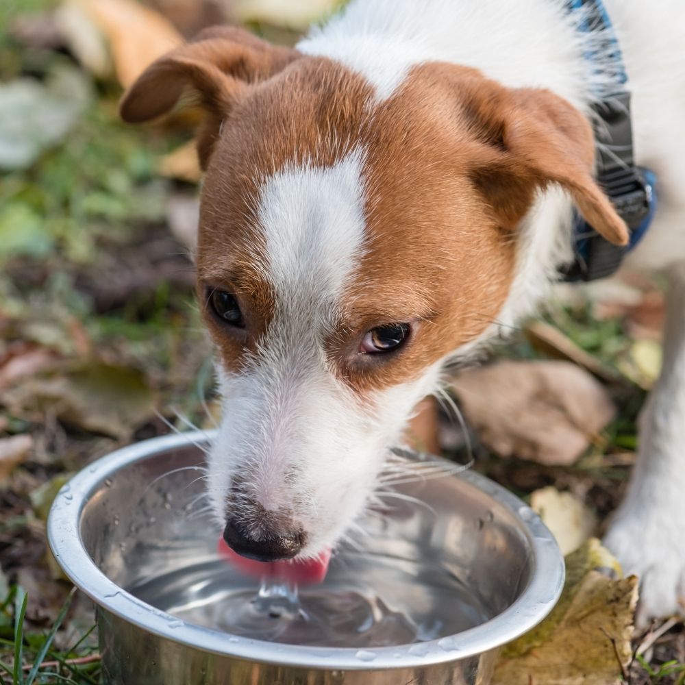 Hund trinkt Wasser hund trinken wasser