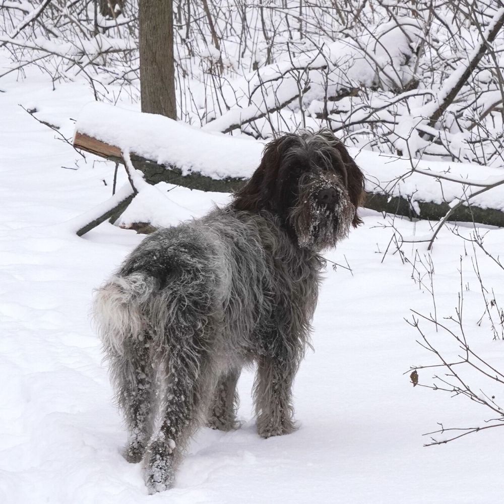 Hund im Schnee hund schnee streusalz