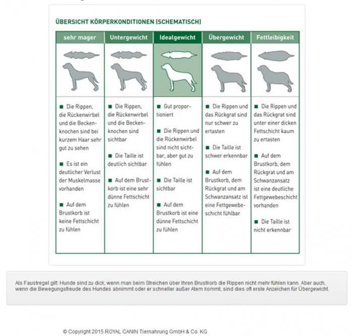blog runter mit dem Weihnachtsspeck Hund
