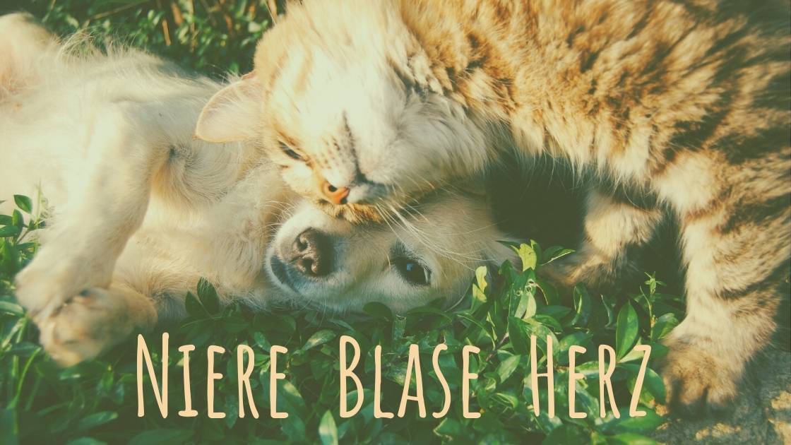 niere blase herz hund katze foto krista magulsone unsplash