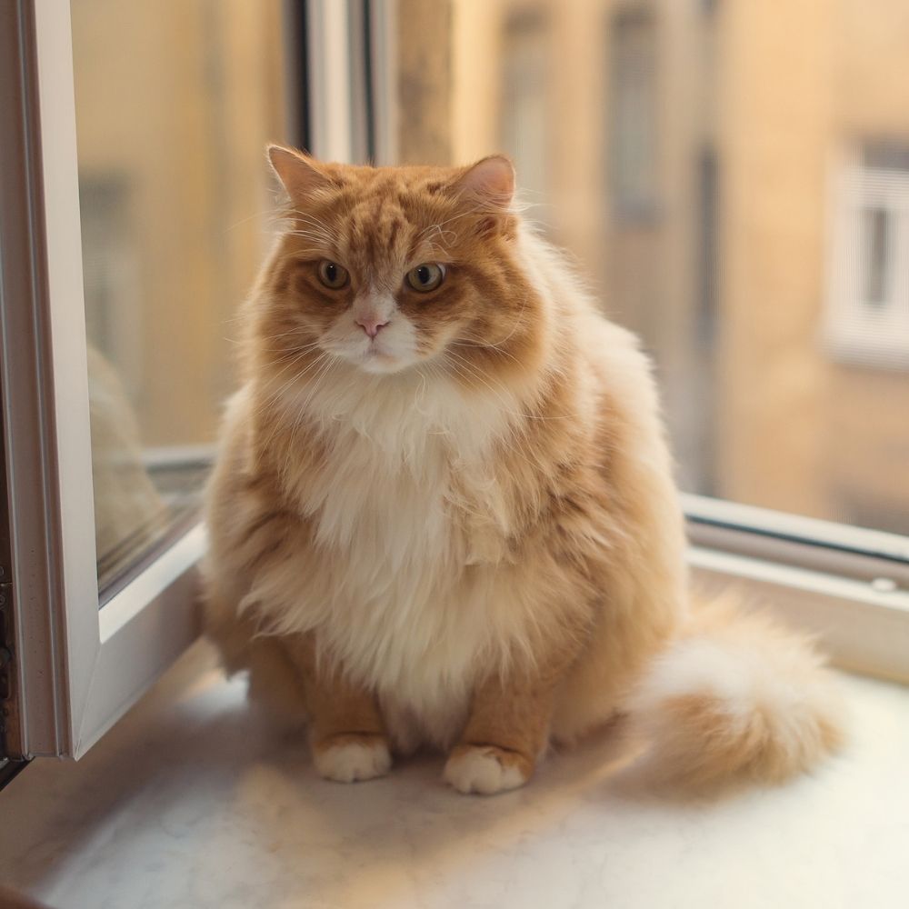 rote Katze katze garfield abnehmen