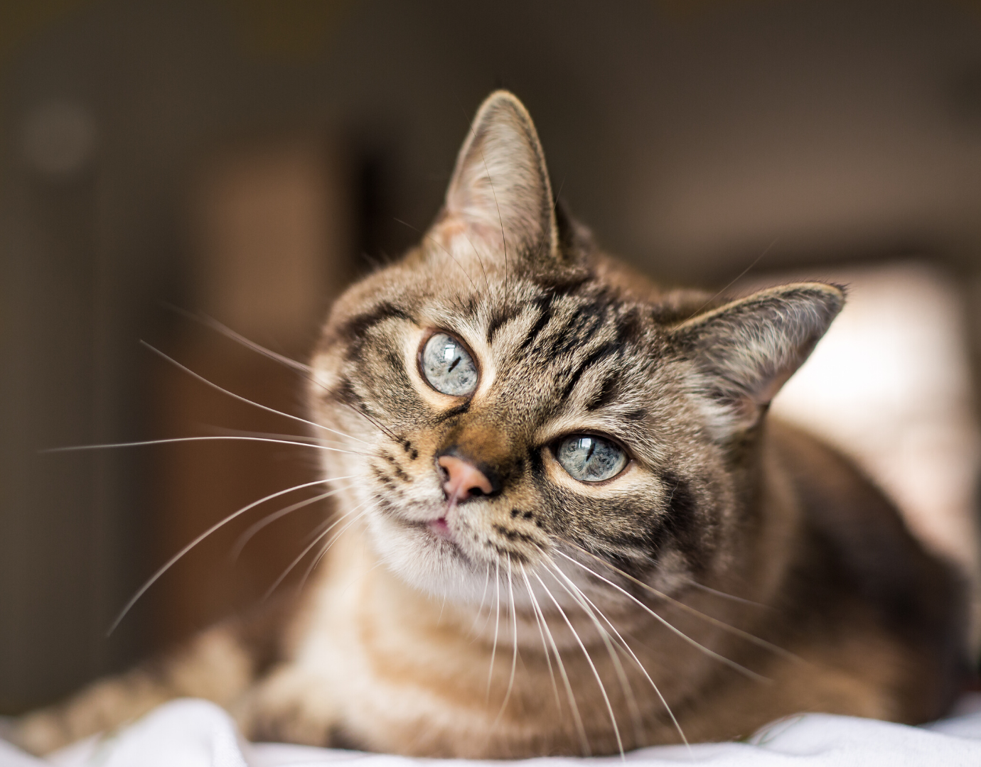 Cat_Canva