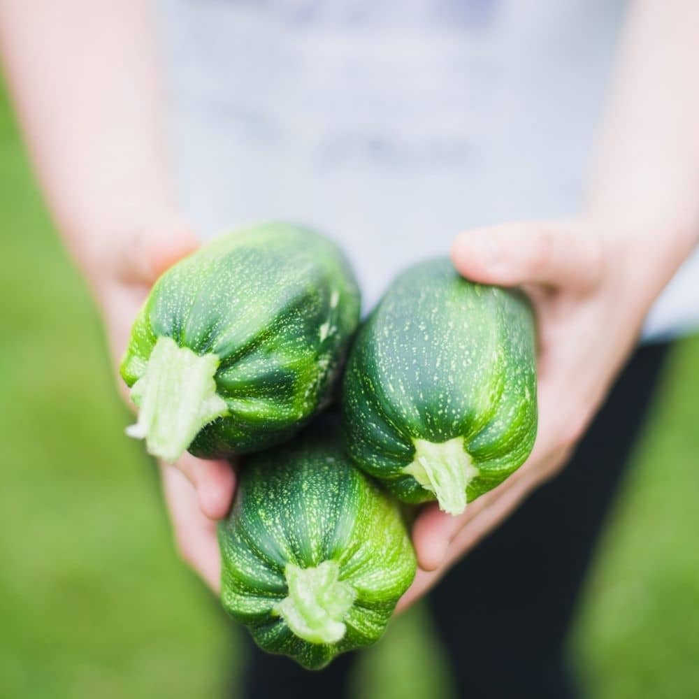 Zucchini Sommerrezept Hund