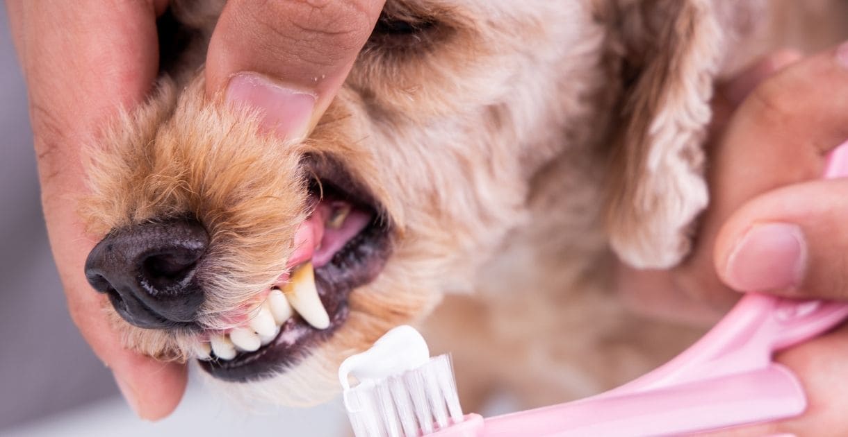 Hund mit Zahnbürste Hund Zähne Zahnbürste Zahnpflege