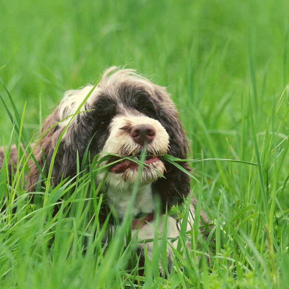 Hund frisst Gras hund frisst gras