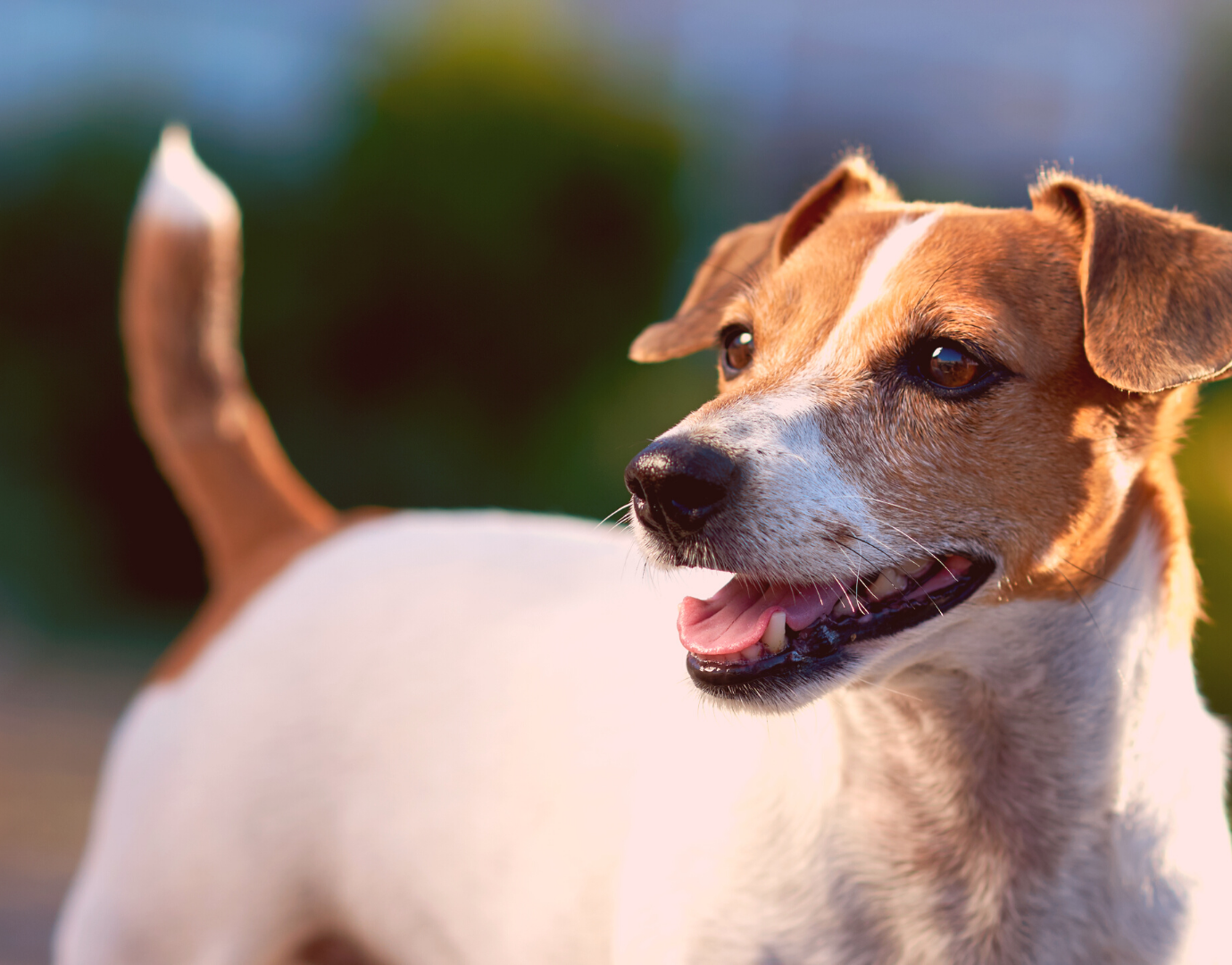 dog_Canva_2