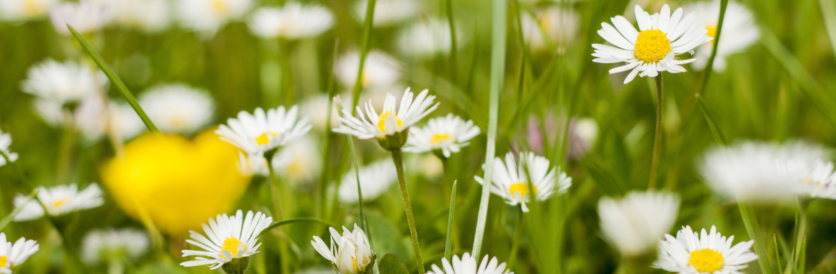 Gänseblümchen Canva