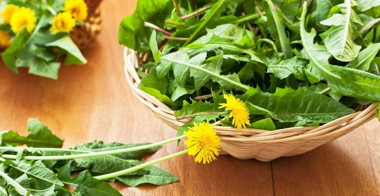 Frischer Löwenzahn löwenzahn barf hundefutter gesund
