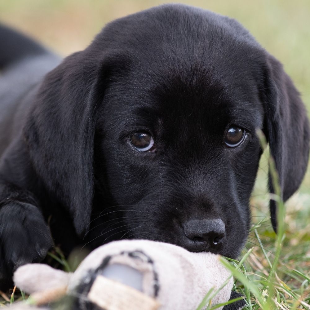 Labradorwelpe labrador welpe