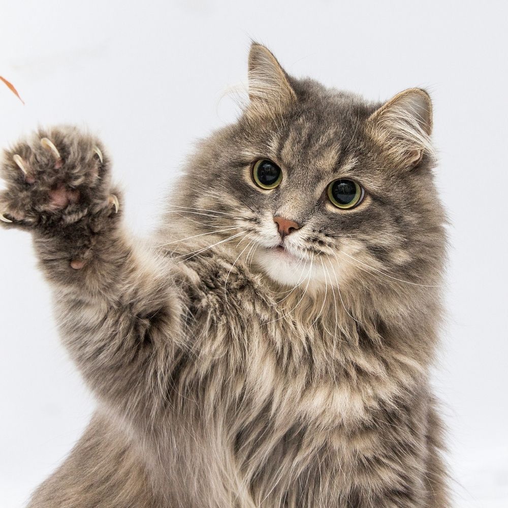 Katze Nierenkrank foto canva