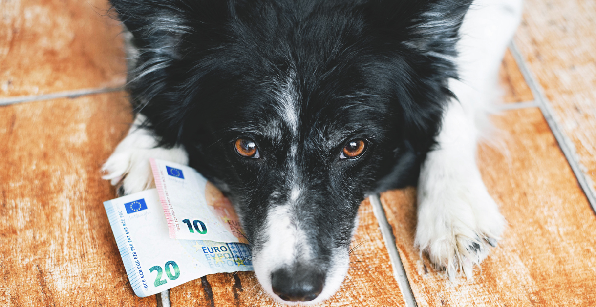 Hund Geld canva