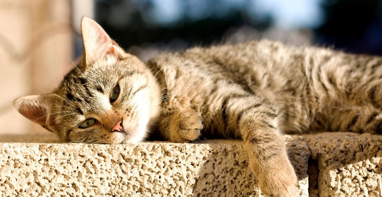 blog Katze sonne canva querformat