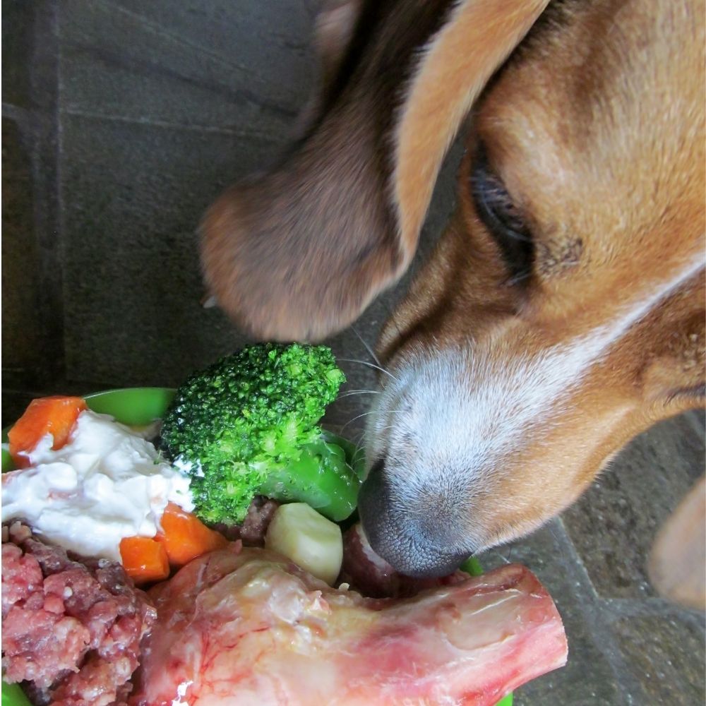 Hund mit Fleisch hund fleisch