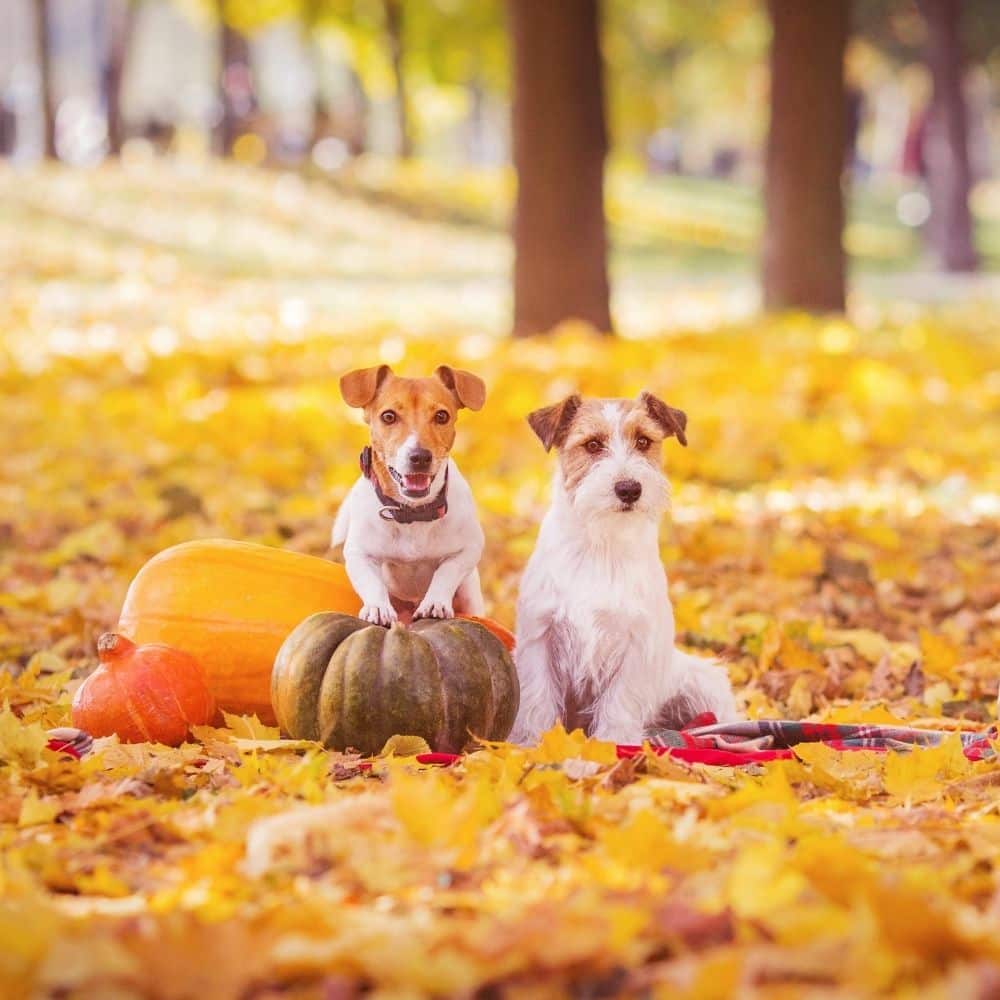 Hunde mit Kürbis kürbis hund hundefutter herbst barf