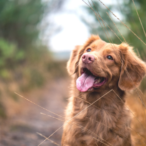 ablauf beratung futter ernaehrung by jamie street unsplash