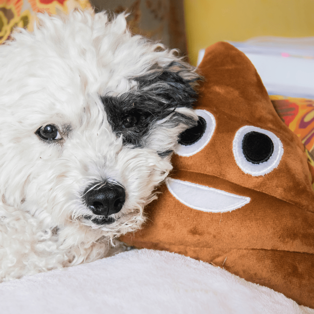 Hund mit Kissen Hund Kot Verdauung