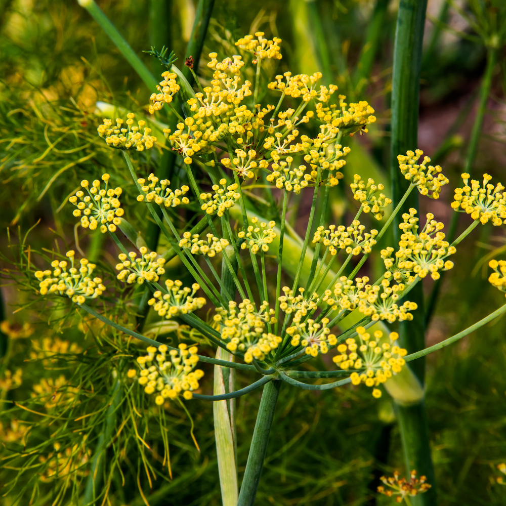 Gewürzfenchel canva