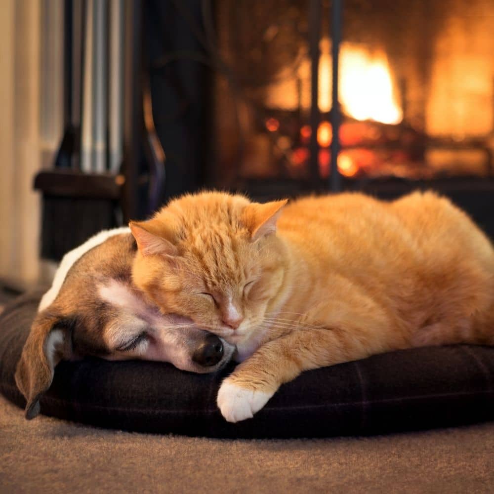 Hund und Katze kuscheln hund katze kamin kuscheln