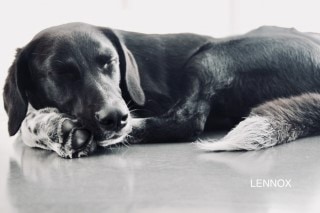 blog leishmaniose Lennox