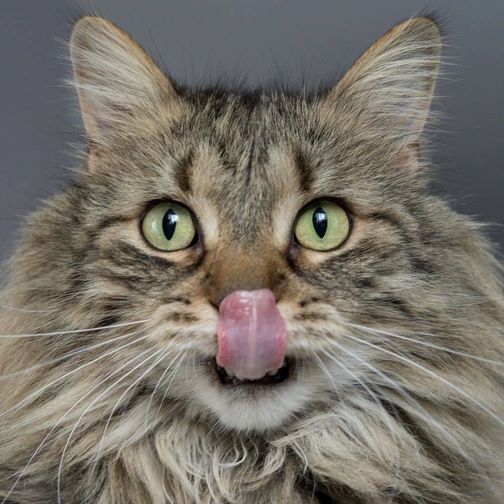 Katze Foto lina-angelov unsplash blog
