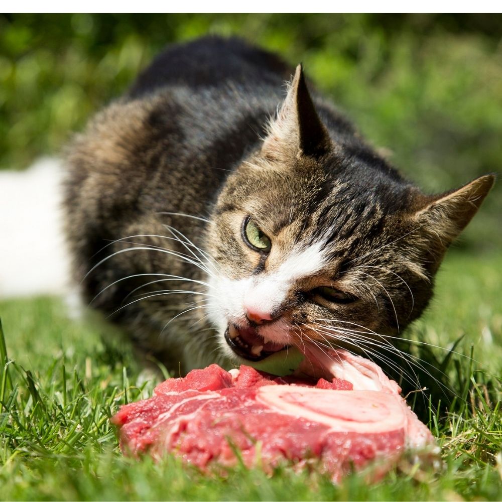 Katze mit Fleisch katze fleisch barf wiese