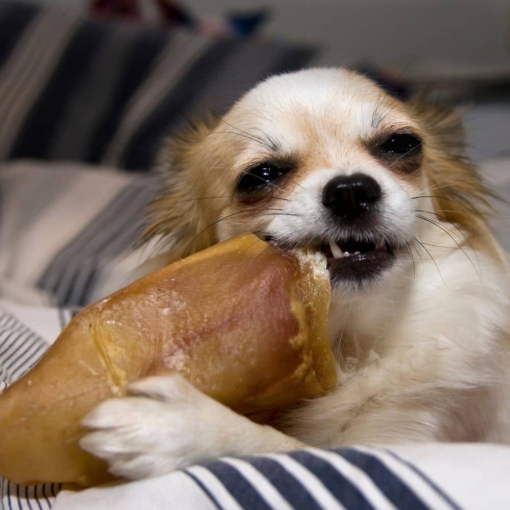 Kleiner Hund mit getrocknetem Schweineohr hund schweineohr kauknochen